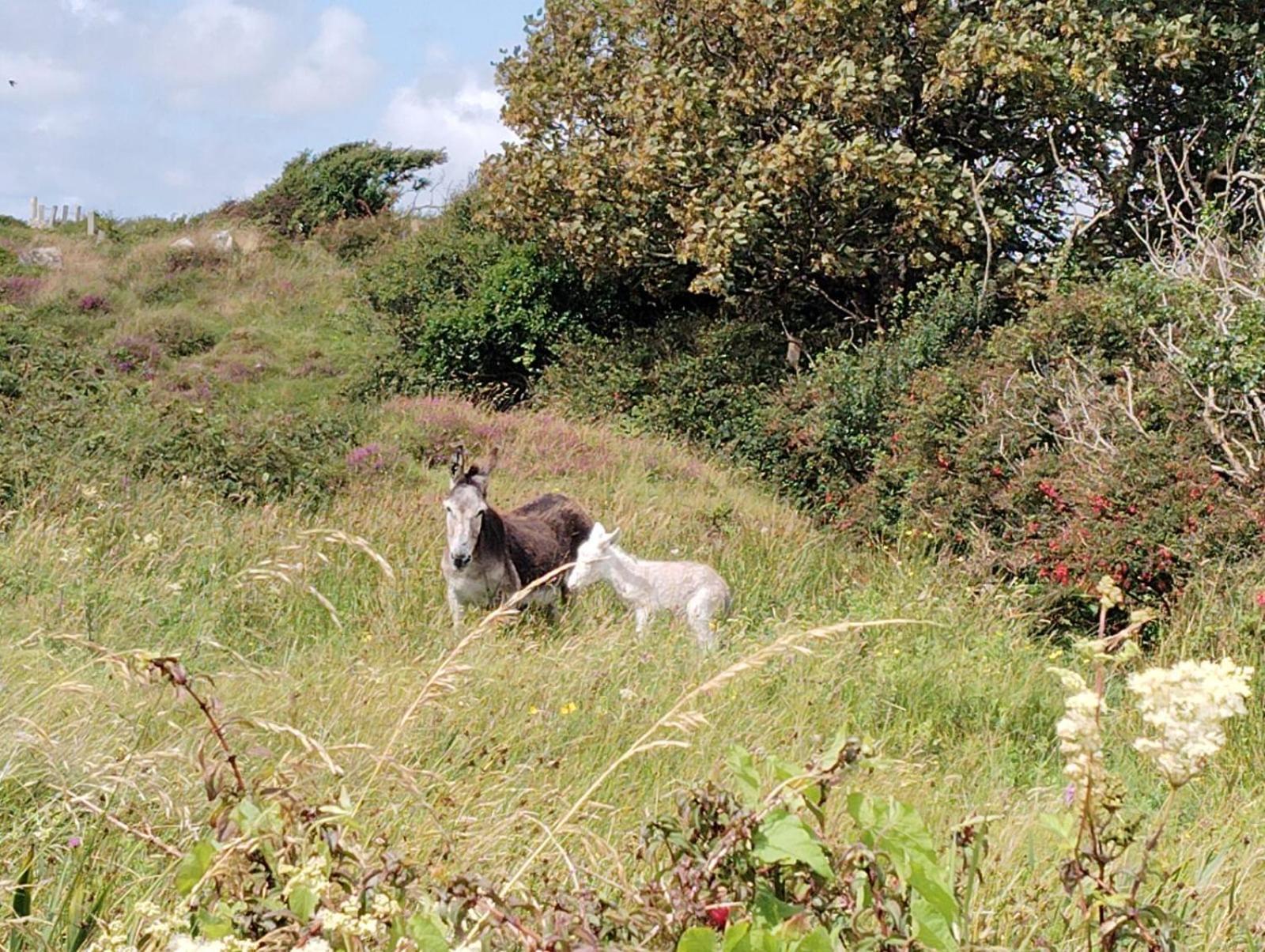 Ballyconneely House Galway Eksteriør bilde
